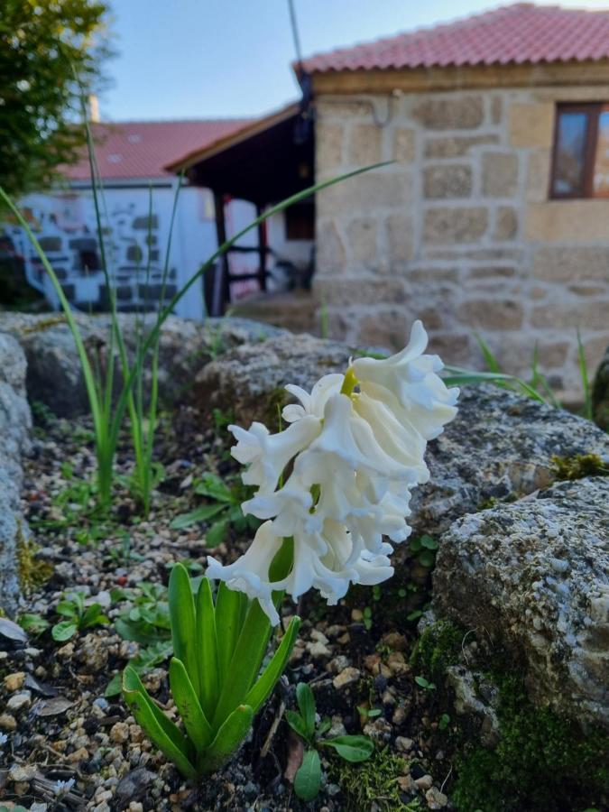 Casa Da Relva Inspirada Em Harry Potter Villa Lamego Exterior photo